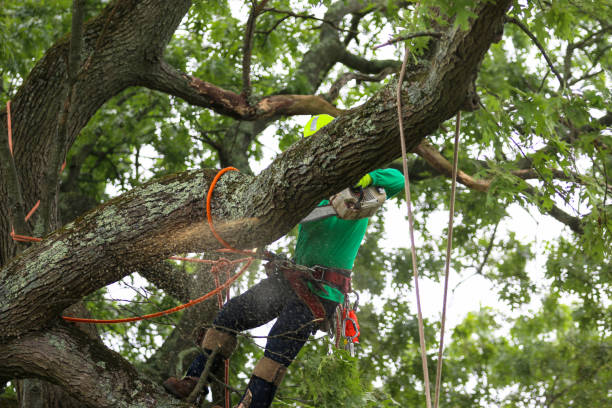 Professional Tree Removal Services in Clear Lake, SD